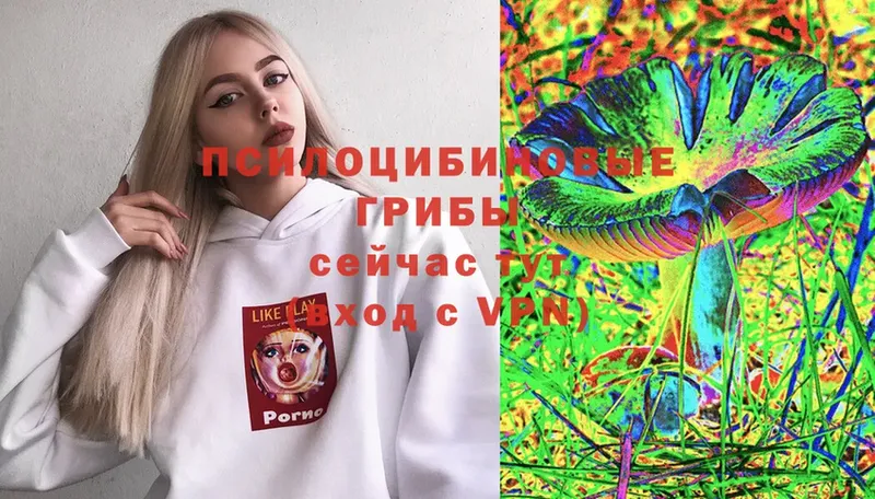 как найти закладки  Хасавюрт  Псилоцибиновые грибы Psilocybe 